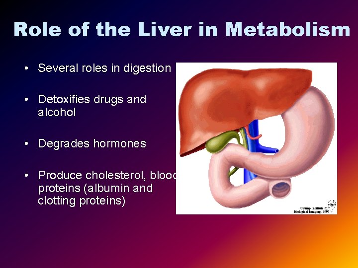 Role of the Liver in Metabolism • Several roles in digestion • Detoxifies drugs