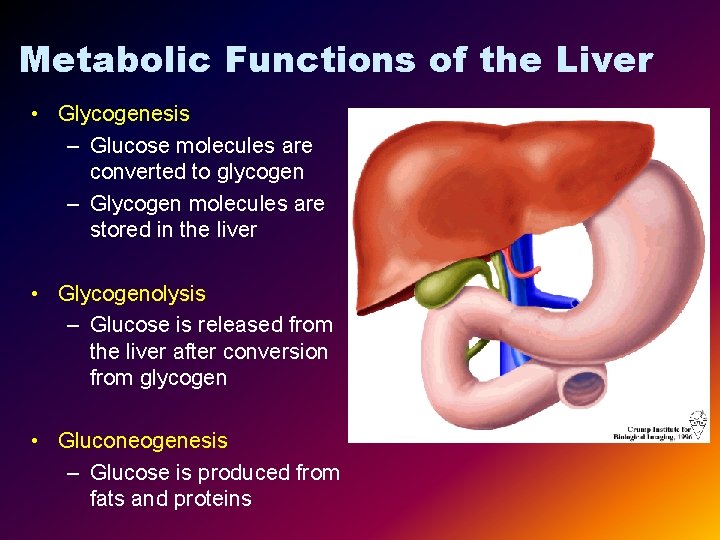 Metabolic Functions of the Liver • Glycogenesis – Glucose molecules are converted to glycogen