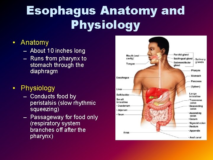 Esophagus Anatomy and Physiology • Anatomy – About 10 inches long – Runs from