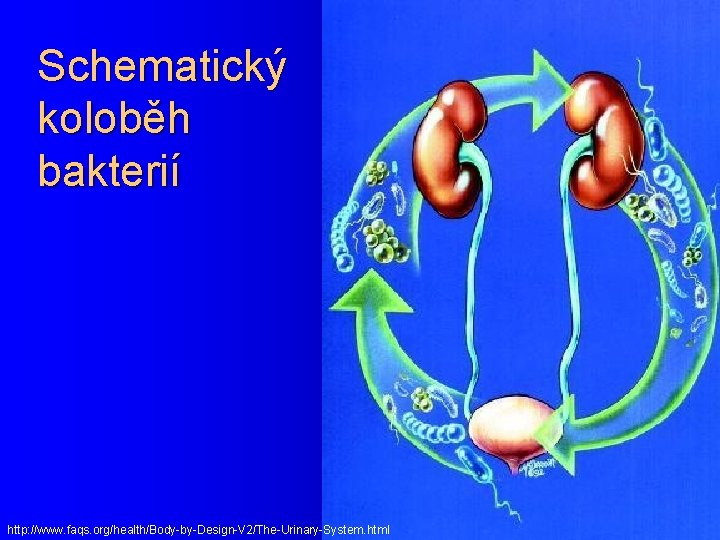 Schematický koloběh bakterií http: //www. faqs. org/health/Body-by-Design-V 2/The-Urinary-System. html 