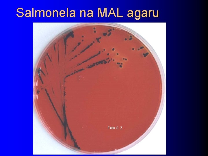 Salmonela na MAL agaru Foto O. Z. 