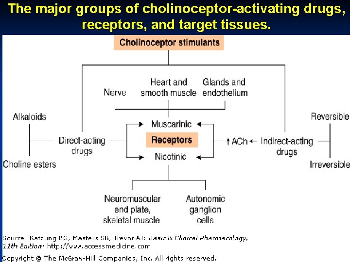 The major groups of cholinoceptor-activating drugs, receptors, and target tissues. October 20 Munir Gharaibeh,