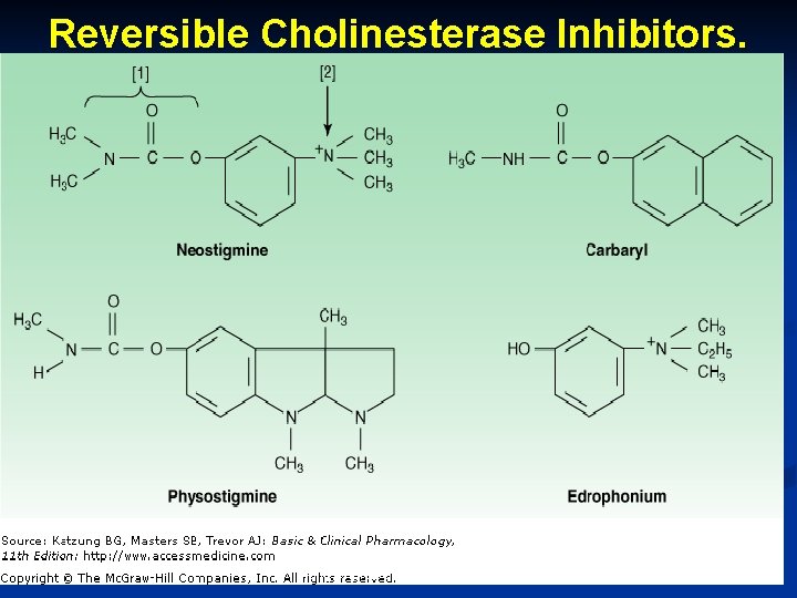 Reversible Cholinesterase Inhibitors. October 20 Munir Gharaibeh, MD, Ph. D, MHPE 