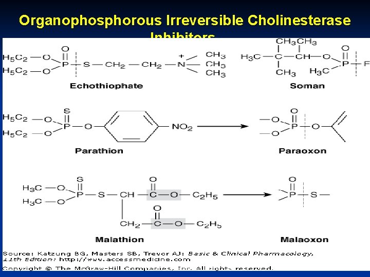 Organophosphorous Irreversible Cholinesterase Inhibitors. October 20 Munir Gharaibeh, MD, Ph. D, MHPE 