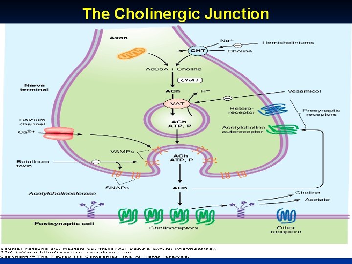 The Cholinergic Junction October 20 Munir Gharaibeh, MD, Ph. D, MHPE 