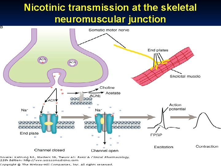 Nicotinic transmission at the skeletal neuromuscular junction October 20 Munir Gharaibeh, MD, Ph. D,