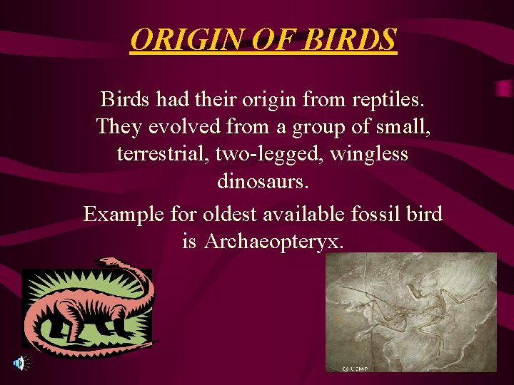 ORIGIN OF BIRDS Birds had their origin from reptiles. They evolved from a group