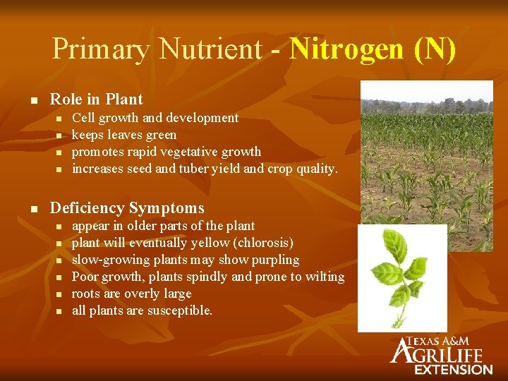 Primary Nutrient - Nitrogen (N) n Role in Plant n n n Cell growth