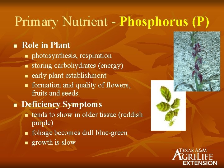 Primary Nutrient - Phosphorus (P) n Role in Plant n n n photosynthesis, respiration