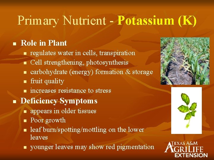 Primary Nutrient - Potassium (K) n Role in Plant n n n regulates water