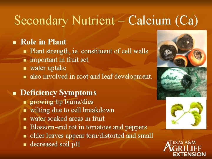 Secondary Nutrient – Calcium (Ca) n Role in Plant n n n Plant strength,