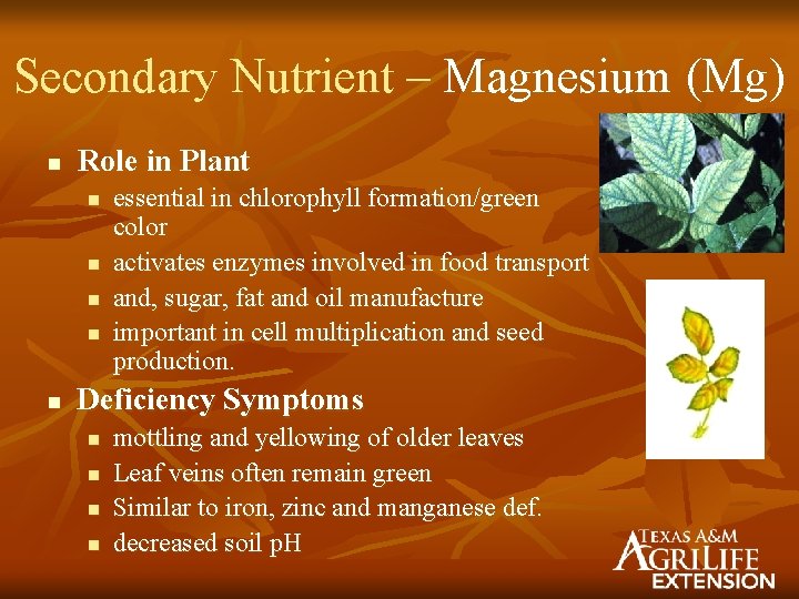 Secondary Nutrient – Magnesium (Mg) n Role in Plant n n n essential in