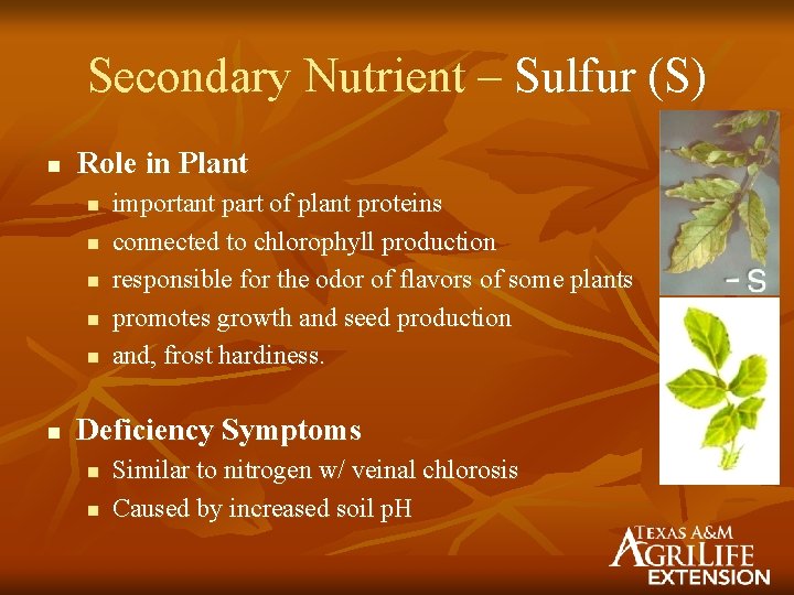 Secondary Nutrient – Sulfur (S) n Role in Plant n n n important part