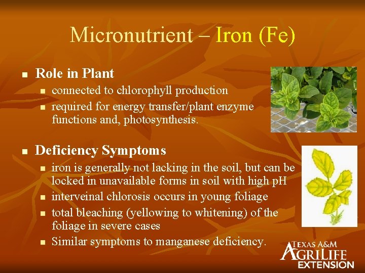 Micronutrient – Iron (Fe) n Role in Plant n n n connected to chlorophyll