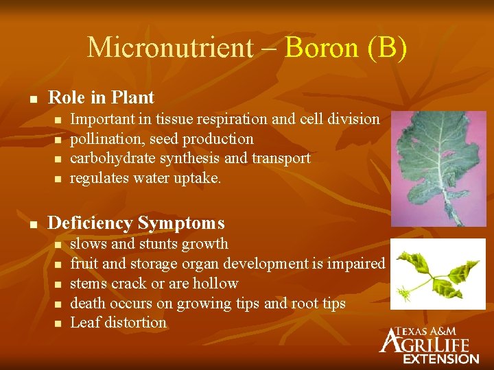 Micronutrient – Boron (B) n Role in Plant n n n Important in tissue