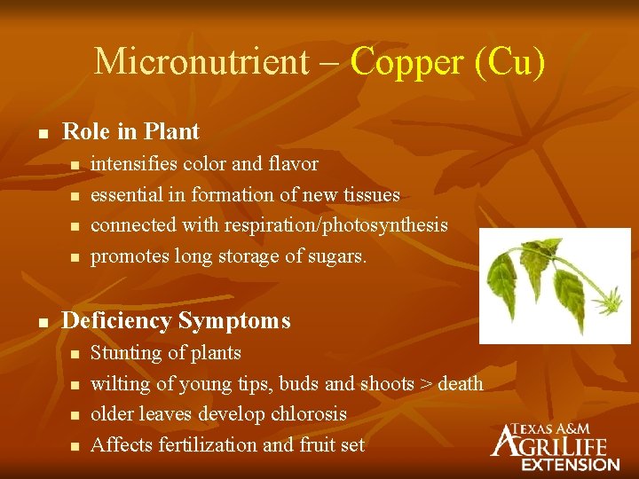 Micronutrient – Copper (Cu) n Role in Plant n n n intensifies color and