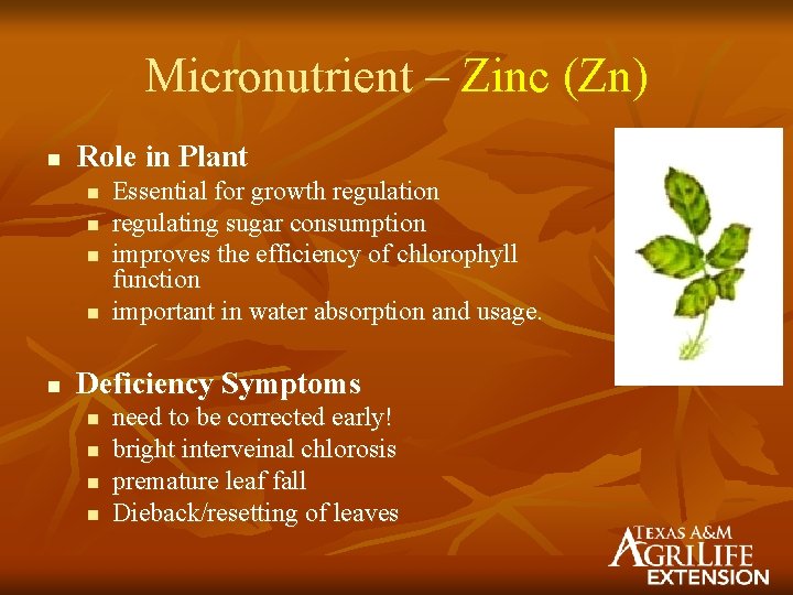 Micronutrient – Zinc (Zn) n Role in Plant n n n Essential for growth