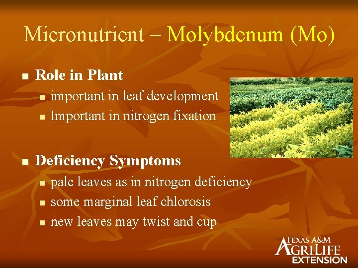 Micronutrient – Molybdenum (Mo) n Role in Plant n n n important in leaf