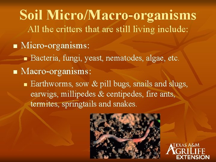 Soil Micro/Macro-organisms All the critters that are still living include: n Micro-organisms: n n