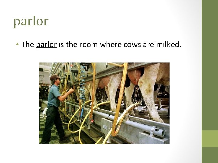 parlor • The parlor is the room where cows are milked. 