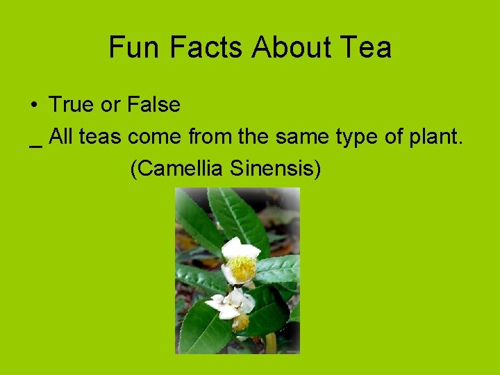 Fun Facts About Tea • True or False _ All teas come from the