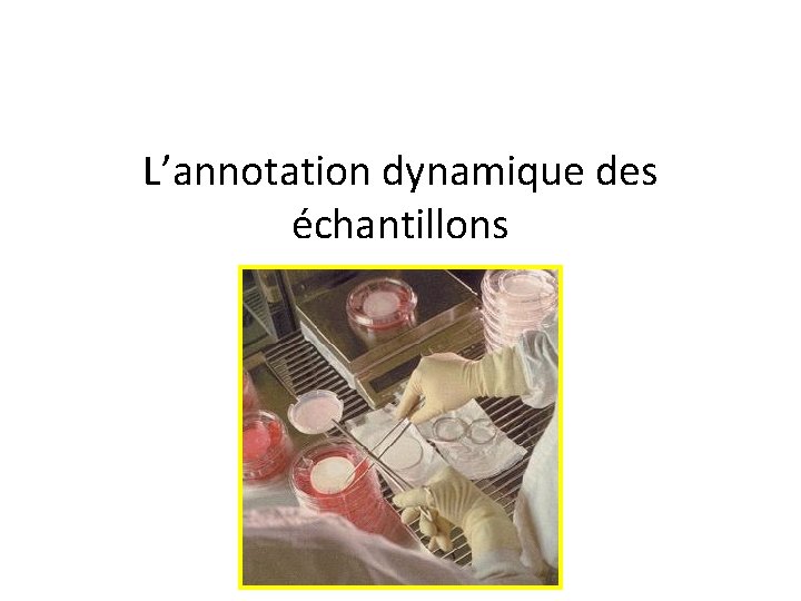 L’annotation dynamique des échantillons 