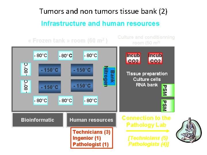 Tumors and non tumors tissue bank (2) Infrastructure and human resources « Frozen tank