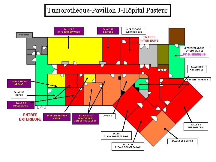 Tumorothèque-Pavillon J-Hôpital Pasteur SALLE DE CRYOCONSERVATION SALLE DE CULTURE MICROSCOPIE ELECTRONIQUE Vestiaires ENTREE INTERIEURE