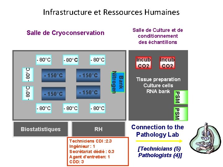 Infrastructure et Ressources Humaines Salle de Culture et de conditionnement des échantillons Salle de