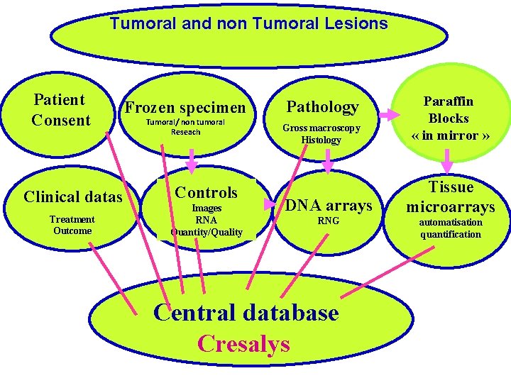 Tumoral and non Tumoral Lesions Patient Consent Frozen specimen Tumoral/ non tumoral Reseach Clinical