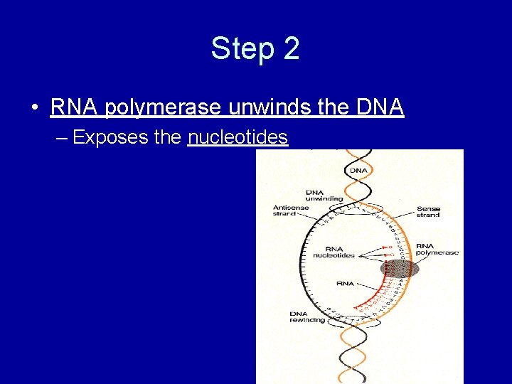 Step 2 • RNA polymerase unwinds the DNA – Exposes the nucleotides 