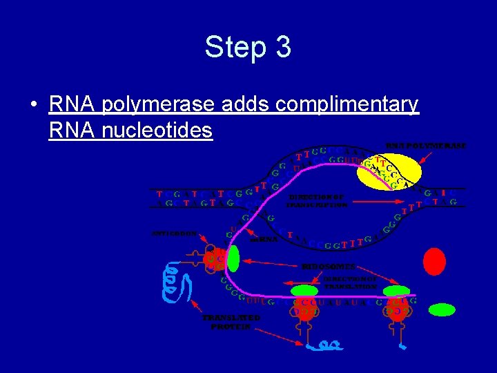 Step 3 • RNA polymerase adds complimentary RNA nucleotides 