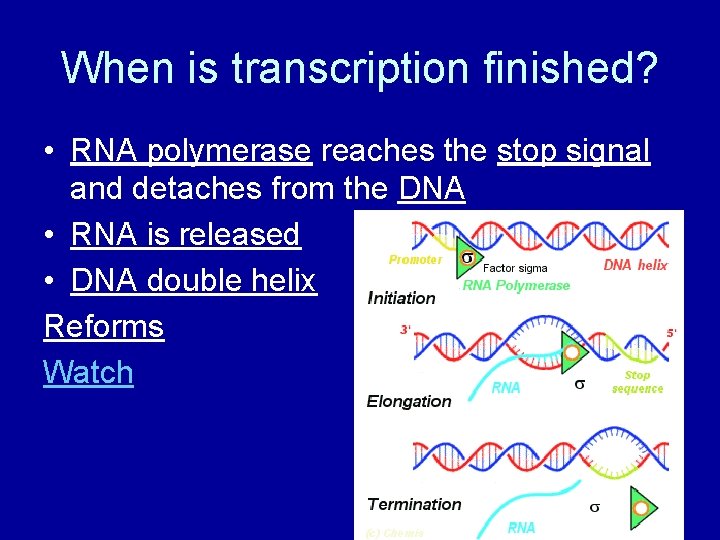 When is transcription finished? • RNA polymerase reaches the stop signal and detaches from