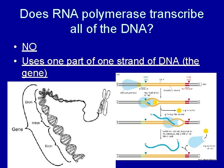 Does RNA polymerase transcribe all of the DNA? • NO • Uses one part