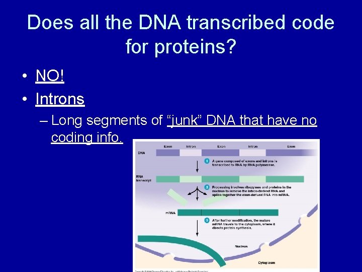 Does all the DNA transcribed code for proteins? • NO! • Introns – Long