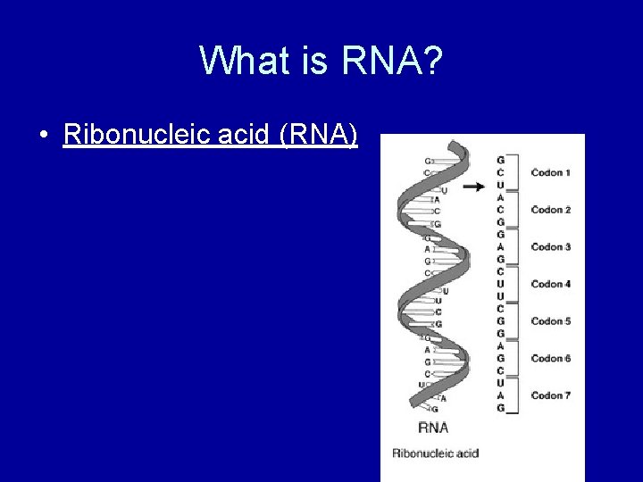 What is RNA? • Ribonucleic acid (RNA) 