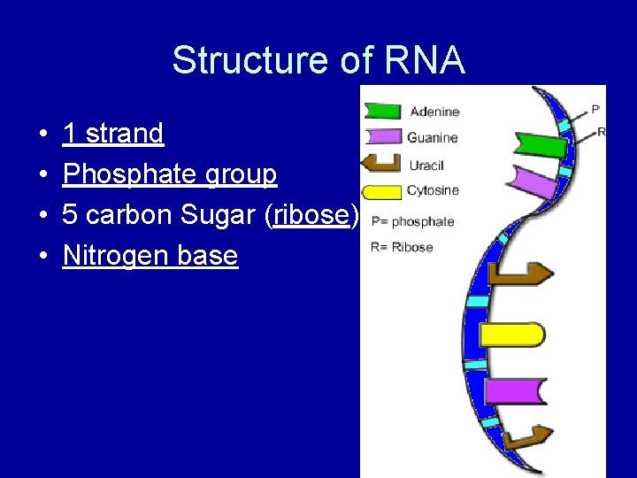 Structure of RNA • • 1 strand Phosphate group 5 carbon Sugar (ribose) Nitrogen