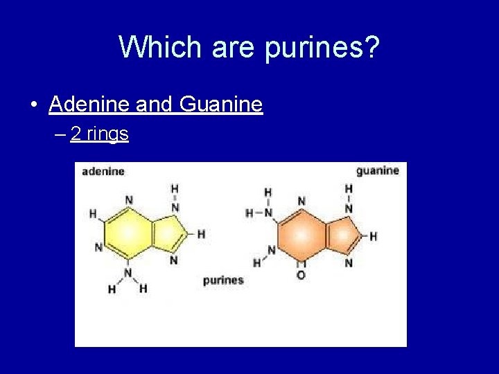 THE BIG IDEA Transcription From DNA to RNA