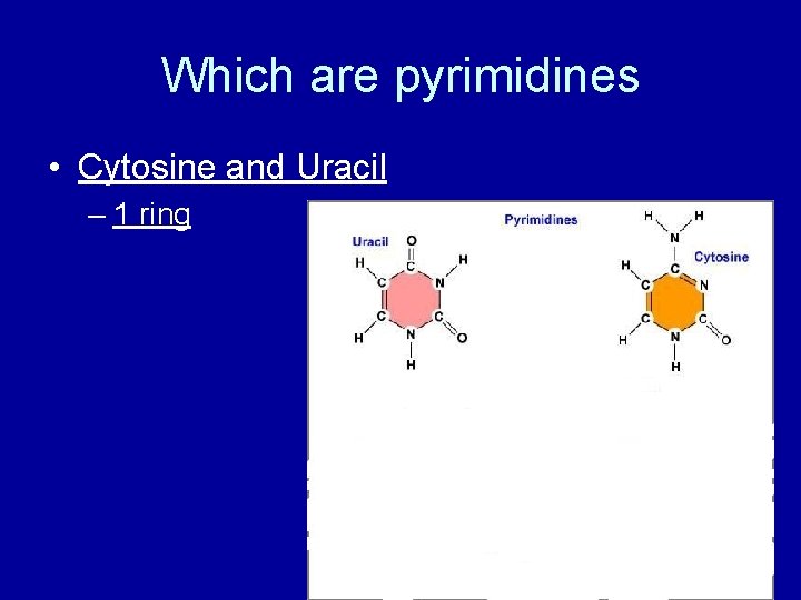 Which are pyrimidines • Cytosine and Uracil – 1 ring 