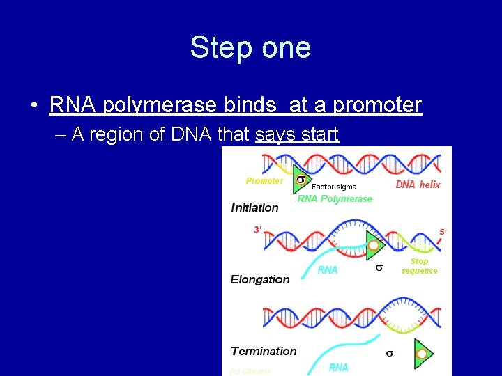 Step one • RNA polymerase binds at a promoter – A region of DNA