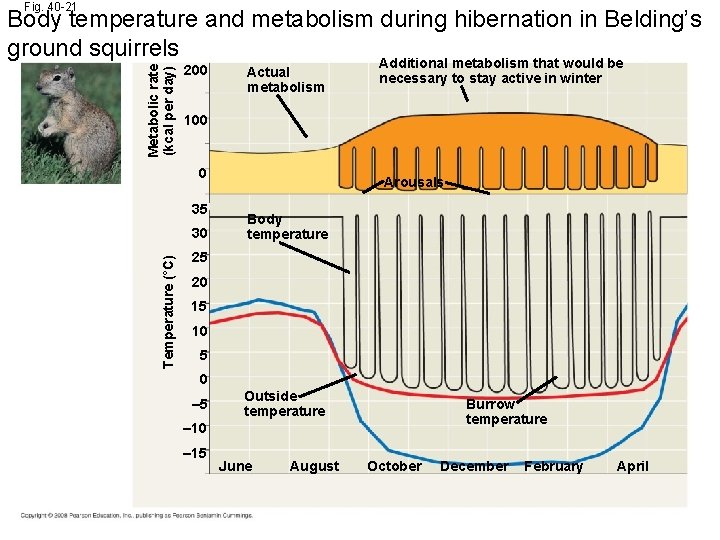 Fig. 40 -21 Metabolic rate (kcal per day) Body temperature and metabolism during hibernation