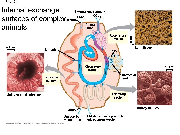 Fig. 40 -4 Internal exchange External environment CO Food O surfaces of complex Mouth