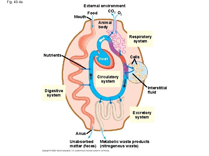 Fig. 40 -4 a External environment CO 2 O Food 2 Mouth Animal body