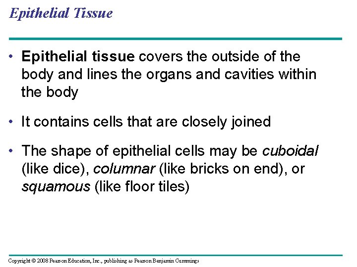 Epithelial Tissue • Epithelial tissue covers the outside of the body and lines the