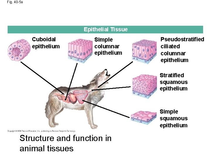 Fig. 40 -5 a Epithelial Tissue Cuboidal epithelium Simple columnar epithelium Pseudostratified ciliated columnar