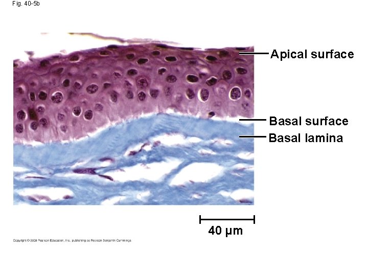 Fig. 40 -5 b Apical surface Basal lamina 40 µm 