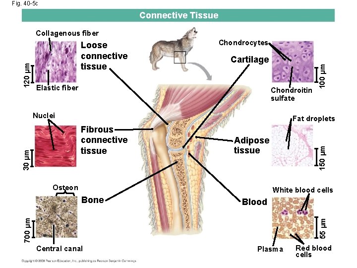 Fig. 40 -5 c Connective Tissue Loose connective tissue Chondrocytes Cartilage Elastic fiber Chondroitin