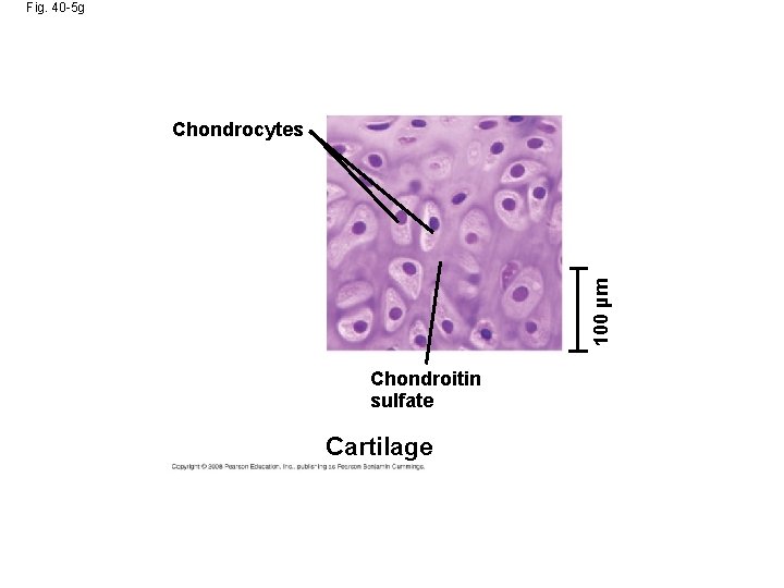 Fig. 40 -5 g 100 µm Chondrocytes Chondroitin sulfate Cartilage 