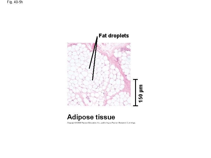 Fig. 40 -5 h 150 µm Fat droplets Adipose tissue 