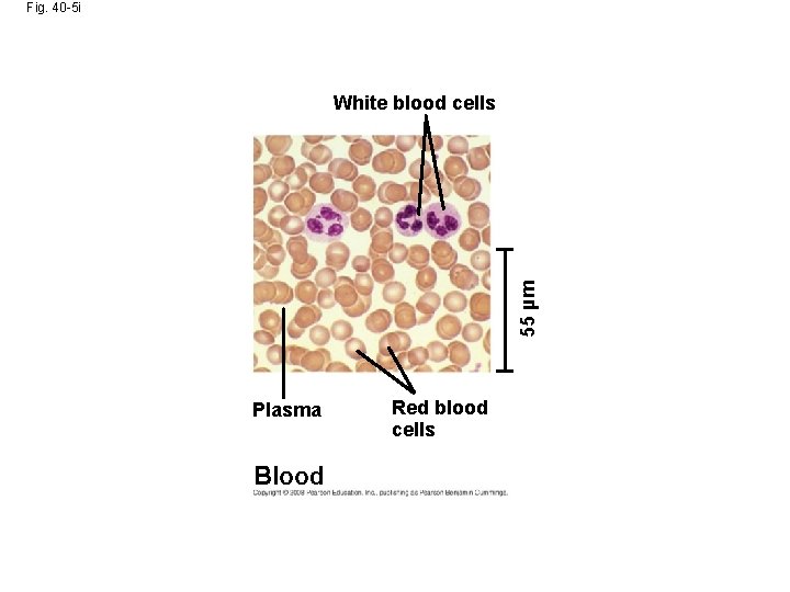Fig. 40 -5 i 55 µm White blood cells Plasma Blood Red blood cells